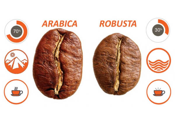 Màu sắc hạt arabica và robusta