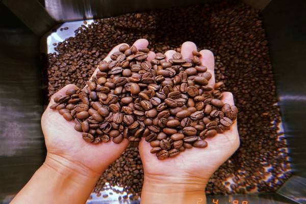 Cà phê Robusta được trồng nhiều ở các tỉnh phía Bắc Việt Nam