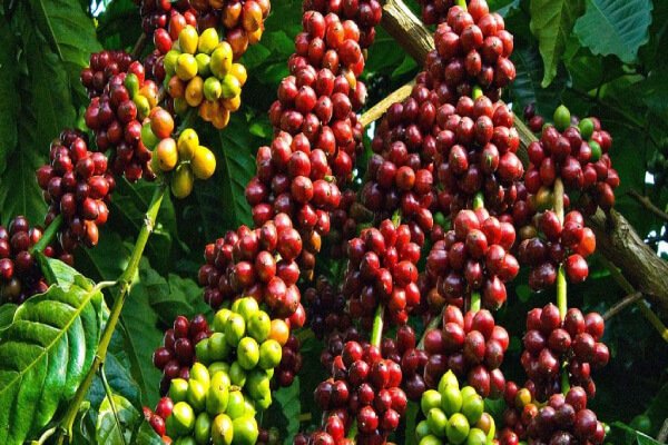 Quy trình trồng cà phê sạch